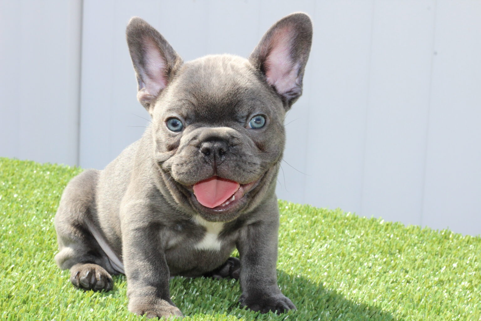 Male Pup – SD Royal Frenchies