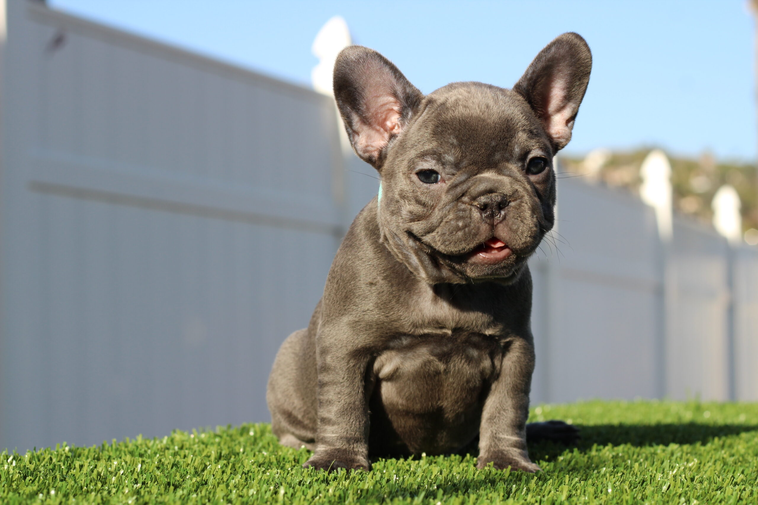 Female Pup – SD Royal Frenchies