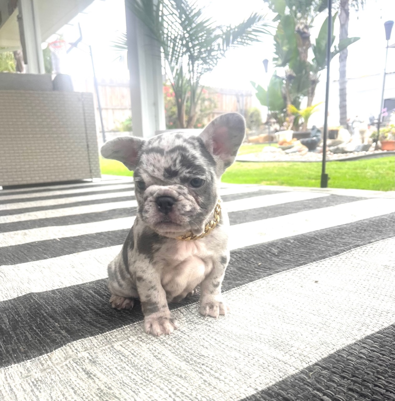 San Diego Royal Frenchies - Frenchie Puppies For Sale - Breeder